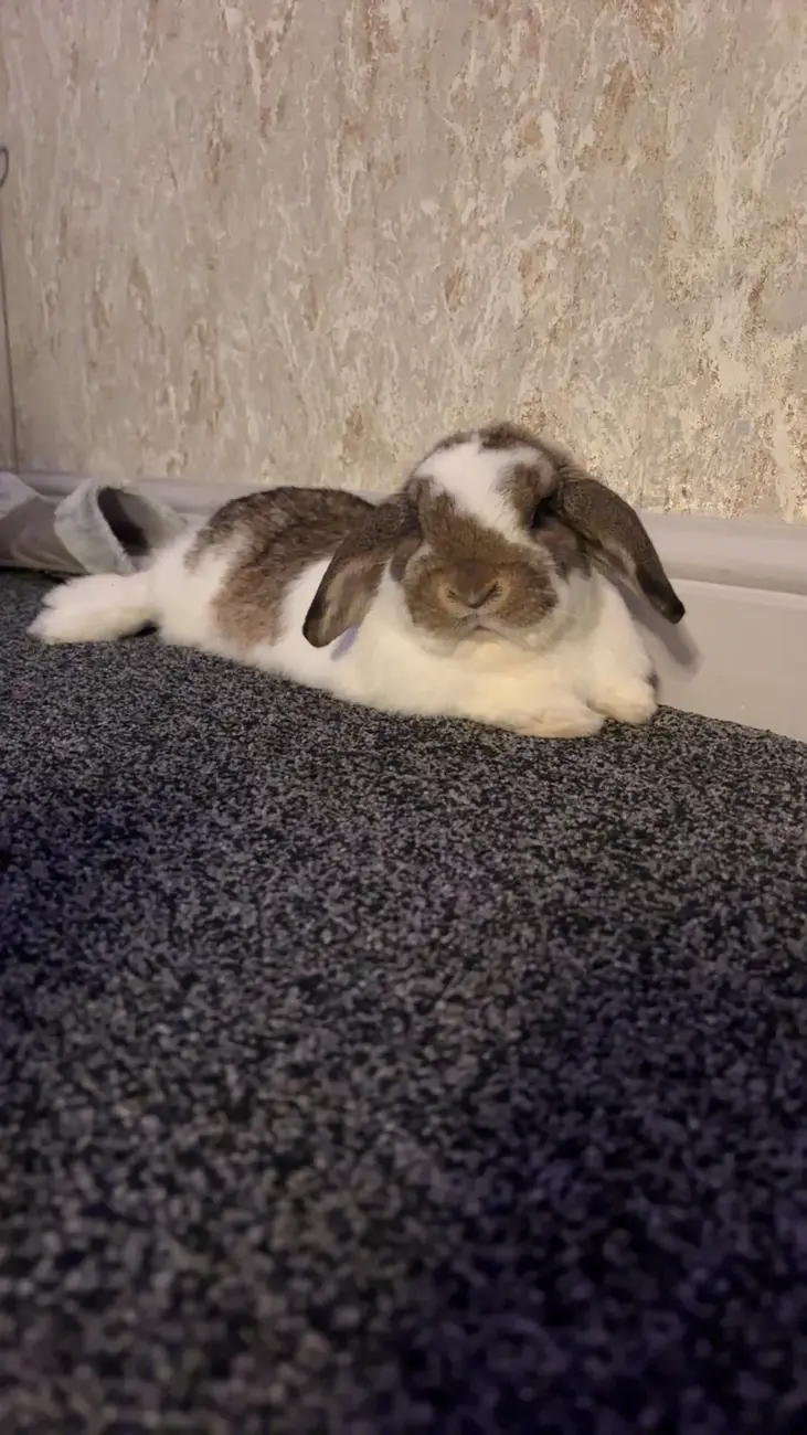 Bambi, Abby's lop-eared rabbit, relaxing on a soft carpet