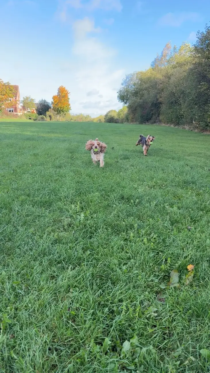 Two small dogs running together across a sunny field