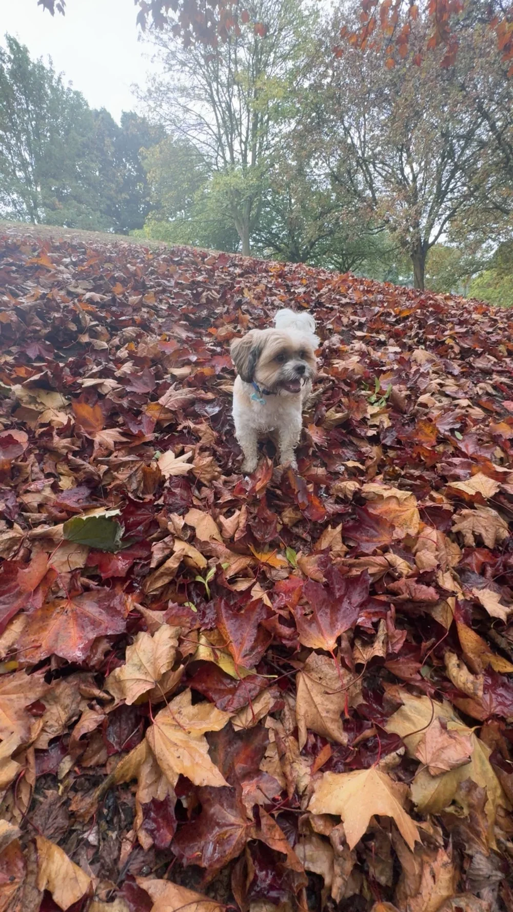 A small dog enjoying an autumn walk among fallen leaves