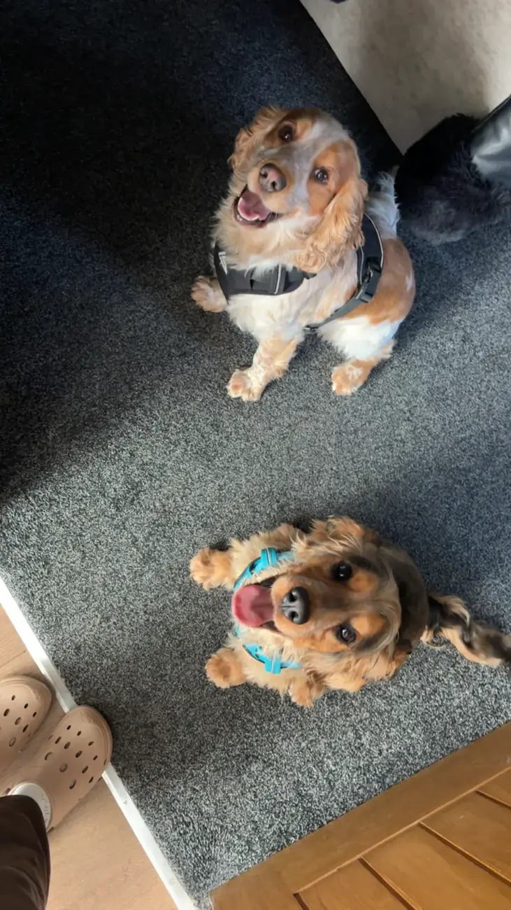 Two spaniels looking up happily from a grey rug indoors