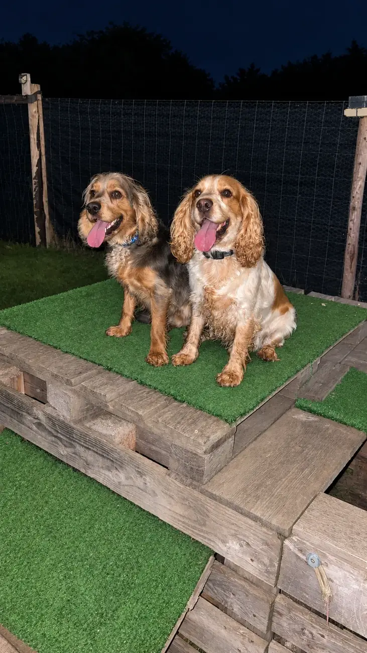 Two Cocker Spaniels sitting side by side on a wooden garden step